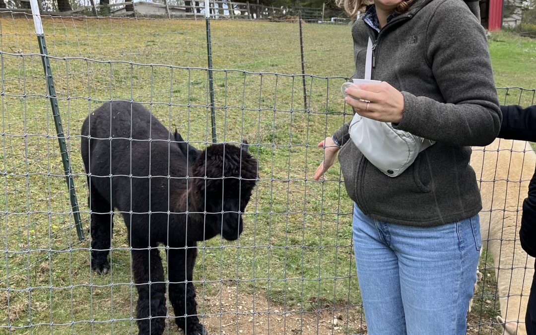 October Tips: Alpacas, Appetizers & Autumn