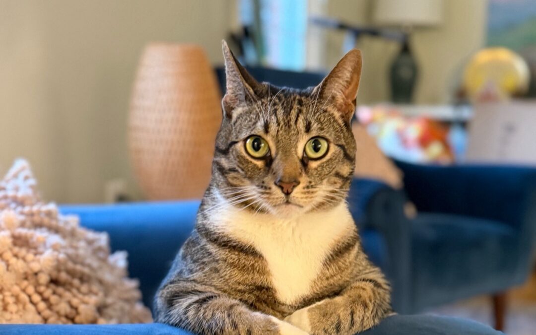 March Tips: Limbo, Luck & Learning