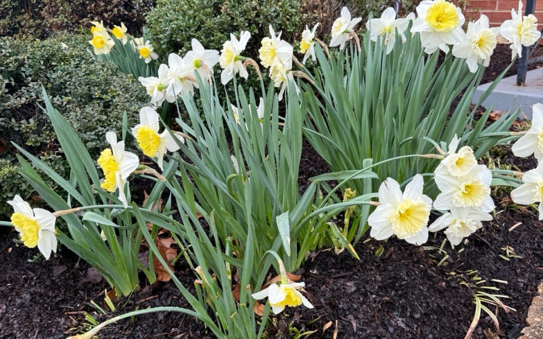 April Tips: Pause, Prune & Prepare